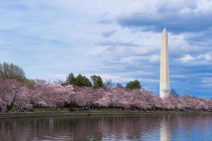 Monumento a Washington durante il festival dei fiori di ciliegio al bacino di marea, Washington DC, Stati Uniti d'America foto