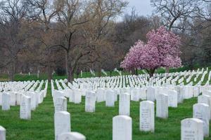 cimitero nazionale di arlington con bellissimi fiori di ciliegio e lapidi, washington dc, usa foto