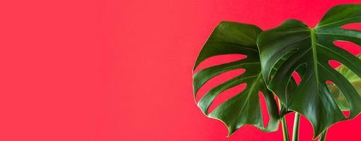 foglie verdi di monstera deliciosa su sfondo rosa colorato foto