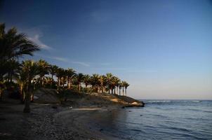 palme sull'oceano foto