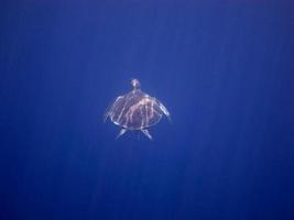 meeresschildkroete im blauen wasser foto