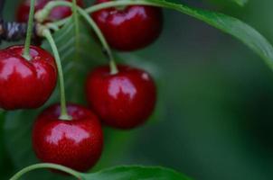 ciliegie rosse in estate foto