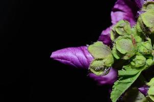 fiori di malva con il nero foto