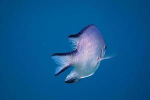demoiselle dal ventre bianco pesce blu mare foto