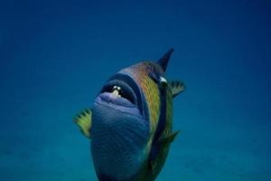 denti di pesce balestra gigante foto