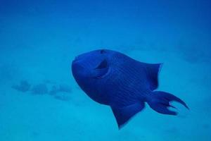 pesce balestra blu foto
