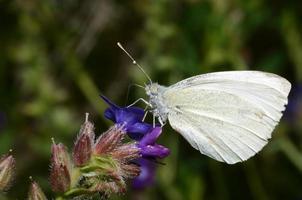farfalla bianca in fiore foto