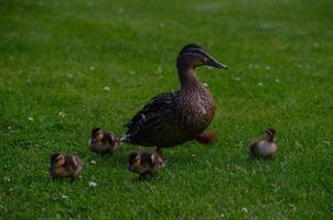 famiglia di anatre su un prato foto