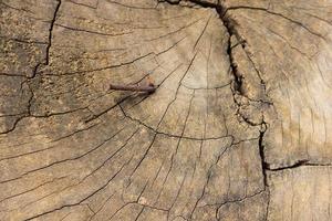 struttura in legno vecchio, naturale vintage foto