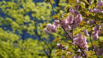 i bellissimi fiori che sbocciano nel giardino in primavera foto