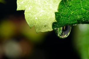 goccia di pioggia sulla foglia foto