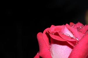 rosa rossa dopo la pioggia foto