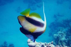 lato pesce gagliardetto del mar rosso foto