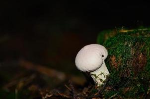 fungo bovista bianco foto