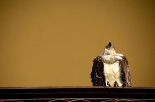 aquila su una ringhiera foto