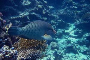 pesce napoleone nel mare foto