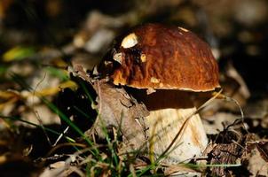 porcini marroni nella foresta foto