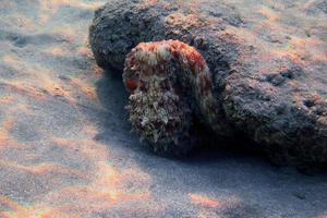 polpo rosso alla barriera corallina foto