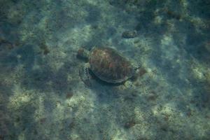 tartaruga marina dall'alto foto