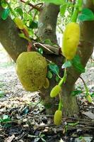 messa a fuoco selettiva sul jackfruit maturo appeso al corpo dell'albero nella fattoria biologica con un gruppo sfocato di baby jackfruits in primo piano foto