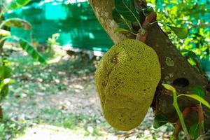 primo piano jackfruits appesi al corpo dell'albero nella fattoria biologica con un gruppo sfocato di baby jackfruit sullo sfondo foto