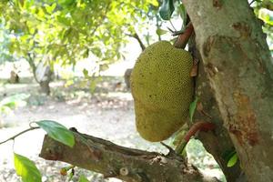 jackfruit sull'albero foto