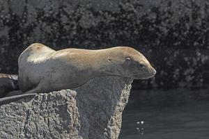 leone marino stellare su una roccia foto