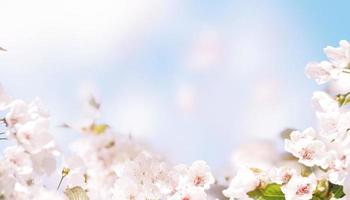 bella vista sulla natura di alberi in fiore primaverili su sfondo sfocato. foto