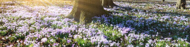 fiori di croco viola in fiore in una messa a fuoco morbida in una soleggiata giornata primaverile foto