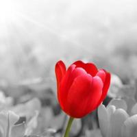 bellissimi tulipani. sfondo della natura primaverile per banner web e card design. foto