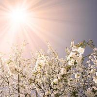 bellissimo ramo di albero in fiore in primavera. foto