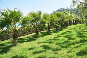 passerella nel parco estivo con palme foto