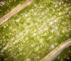 cellule fogliari al microscopio. micrografia, foglia al microscopio, organo che produce ossigeno e anidride carbonica, il processo di fotosintesi foto