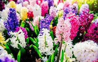 bellissimi giacinti multicolori. Olanda. parco dei fiori di keukenhof. foto