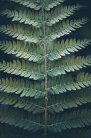 foglia di felce verde nella natura in primavera foto