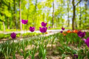 fantastico bouquet di tulipani nel giardino forestale o nel parco cittadino. tulipani rosa brillante. sfondo maestoso sognante della natura, fiori di primavera estate foto