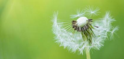 primo piano del dente di leone su sfondo naturale. dettagli naturali luminosi e delicati. concetto di natura ispiratrice, morbido sfondo bokeh sfocato blu e verde foto