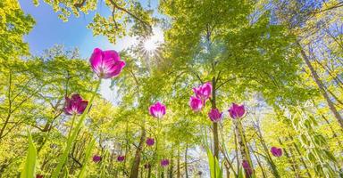 fantastico bouquet di tulipani nel giardino forestale o nel parco cittadino. tulipani rosa brillante. sfondo maestoso sognante della natura, fiori di primavera estate foto