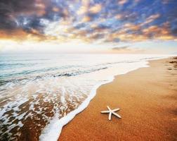 stella marina sulla spiaggia. composizione romantica foto