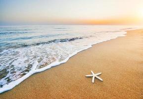 stella marina sulla spiaggia. composizione romantica foto