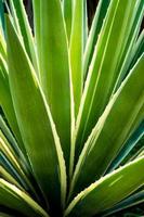 primo piano della pianta succulenta del secolo, spina e dettaglio sulle foglie dell'agave caraibica foto