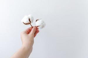 donna mano che tiene fiore di cotone bianco essiccato isolato su sfondo bianco. tessuto tessuto morbidezza naturale concetto di allergia fattoria biologica. foto