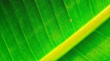 foglia di banana. sfondo verde della natura. foto ravvicinata.