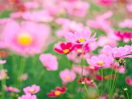 fiori di cosmo rosa sbocciano nel giardino foto