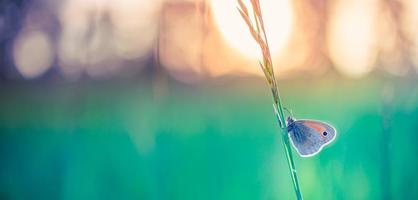 primo piano tranquillo della natura, fiori estivi e farfalle sotto la luce del sole. luminoso sfocatura natura tramonto natura prato campo con farfalla come concetto primavera estate. il meraviglioso prato estivo ispira la natura foto