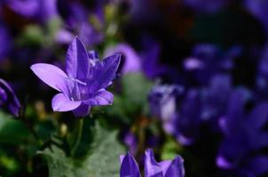 fiore viola la primavera foto