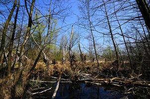 brughiera paesaggio nella natura foto