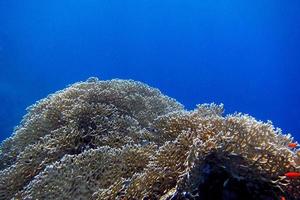 corallo con acqua blu foto