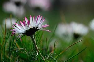 margherita colorata la primavera foto