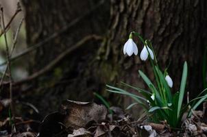 bucaneve freschi la primavera foto